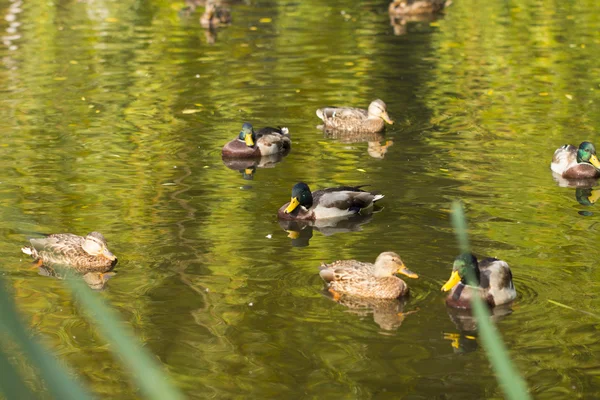 Eenden op de witte achtergrond — Stockfoto