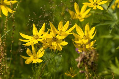Beyaz arkaplanda çiçekler