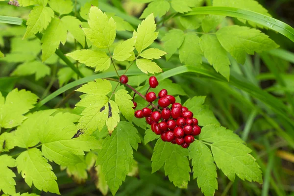 Berries di latar belakang putih — Stok Foto