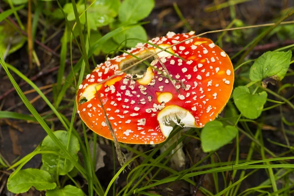 Muchomůrka na bílém pozadí — Stock fotografie