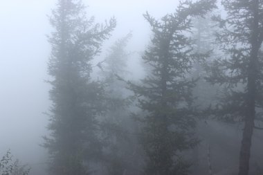 Beyaz zemin üzerine sis