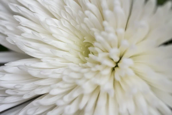 Chrysanthemum on the white background — Stock Photo, Image