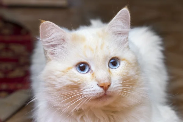 Katt på den vita bakgrunden — Stockfoto