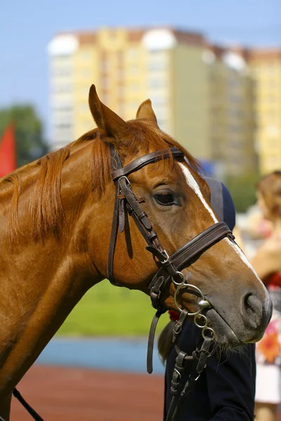 Caballo sobre fondo blanco — Foto de Stock