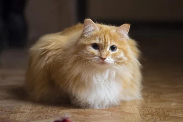 Katze auf weißem Hintergrund — Stockfoto