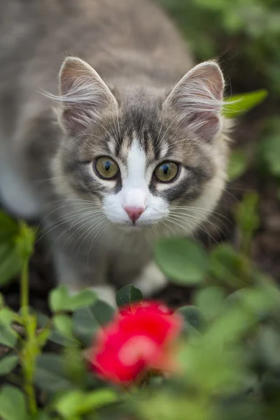 beyaz zemin üzerinde yavru kedi