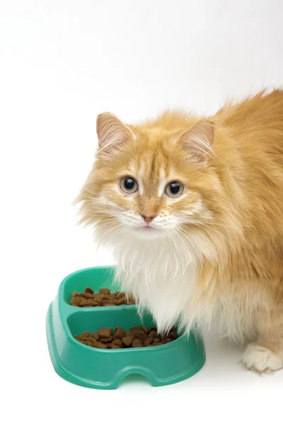 Cat on the white background — Stock Photo, Image