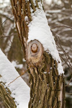 ağaç beyaz zemin üzerine