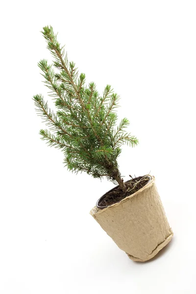 Spruce on the white background Stock Photo