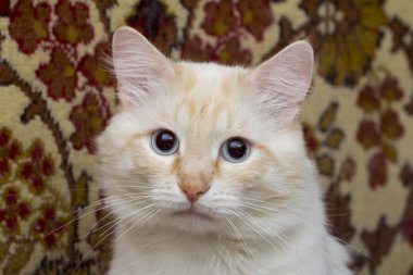 Beyaz arka plandaki kedi