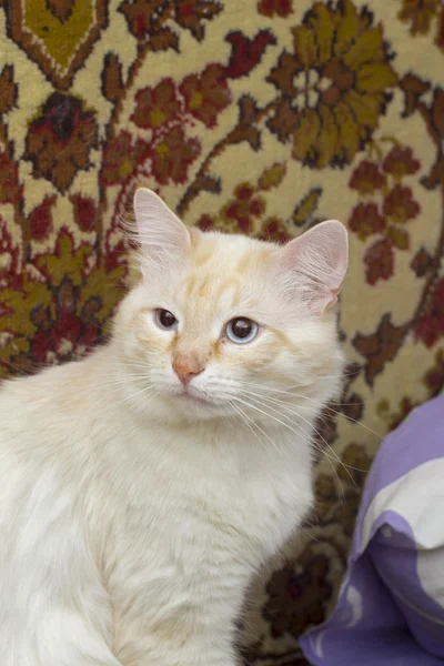 Cat on the white background