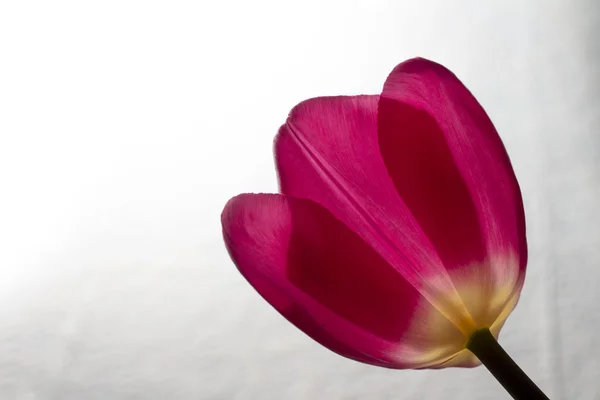 Tulipán sobre el fondo blanco — Foto de Stock