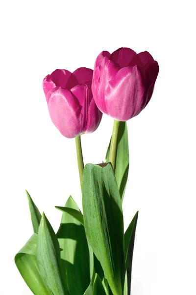 Tulipán sobre el fondo blanco —  Fotos de Stock