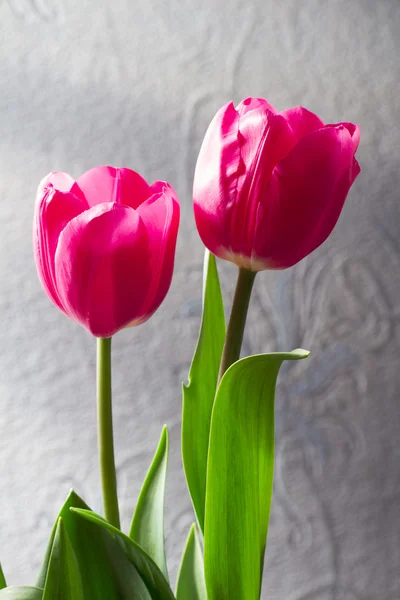 Tulipán sobre el fondo blanco —  Fotos de Stock