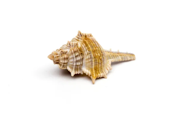 Seashell on the white background — Stock Photo, Image