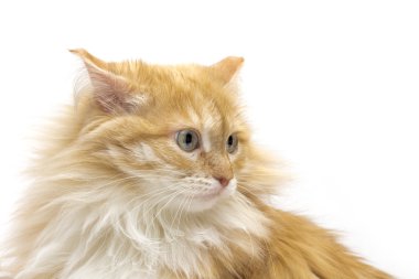 Beyaz arka plandaki kedi