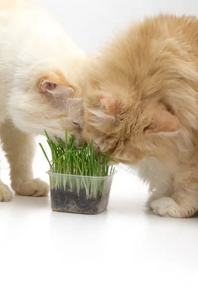 Cat on the white background — Stock Photo, Image