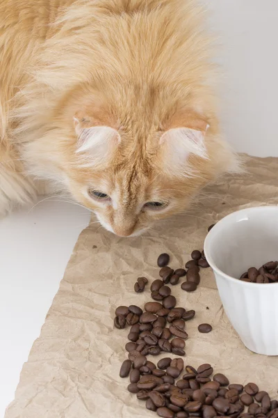 Cat on the white background — Stock Photo, Image