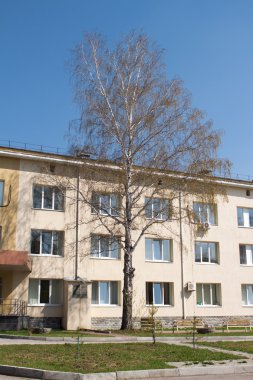 ağaç beyaz zemin üzerine