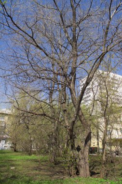 ağaç beyaz zemin üzerine