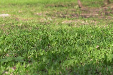 Beyaz arka plan üzerinde çim