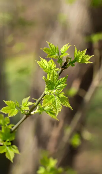 Bladeren op de witte achtergrond — Stockfoto