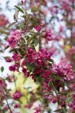 Beyaz arkaplanda çiçekler