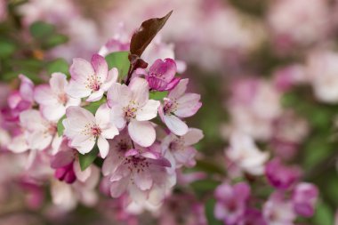 Beyaz arkaplanda çiçekler