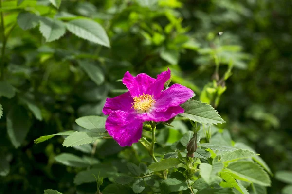 Flowers on the white background — Stock Photo, Image