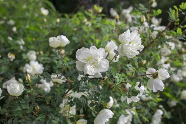 Flores sobre el fondo blanco —  Fotos de Stock