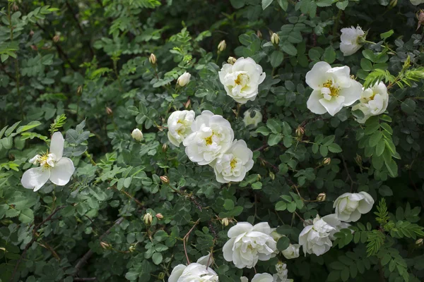 Flowers on the white background — Stock Photo, Image