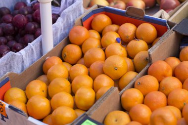 Beyaz arka planda sebzeler