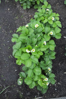 çilek beyaz zemin üzerine
