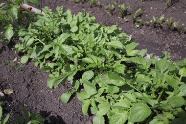 Beyaz arka plan üzerinde yataklar