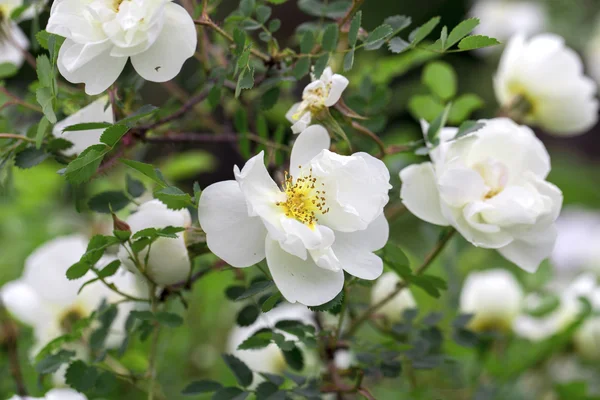 Flowers on the white background — Stock Photo, Image