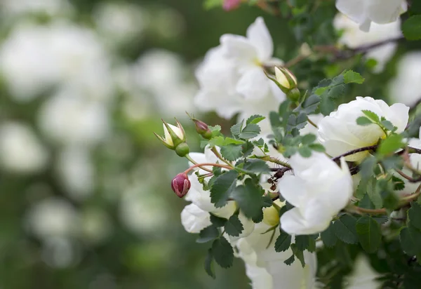 Flowers on the white background — Stock Photo, Image