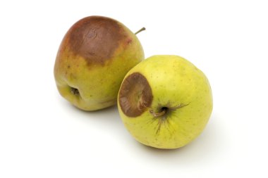 rotten apple on the white background