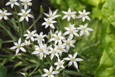 Beyaz arkaplanda çiçekler