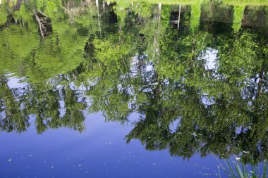 Beyaz arka plan üzerinde ağaçlar