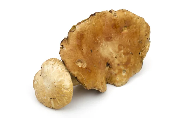 Mushrooms on the white background — Stock Photo, Image