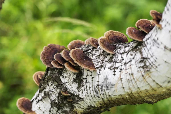 Champignons sur le fond blanc — Photo