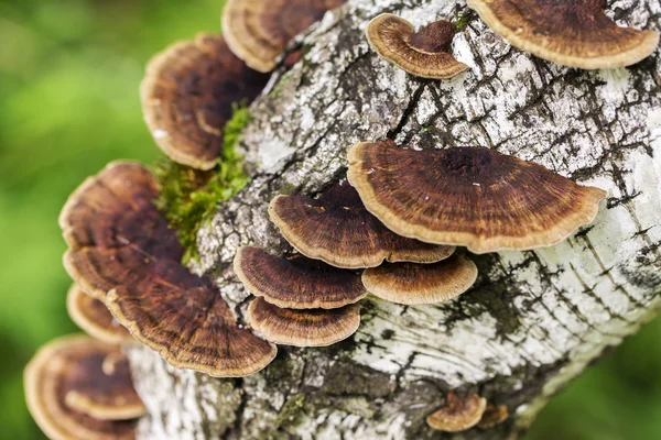 Champignons sur le fond blanc — Photo