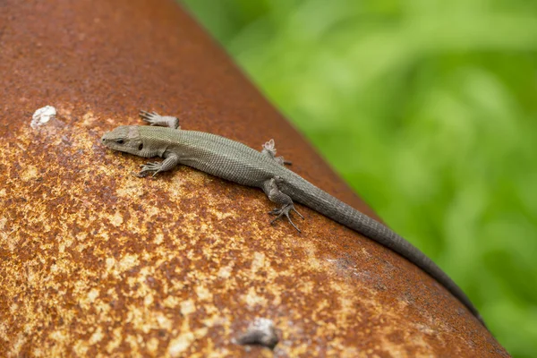 Fotos de Blauwe maxomys hagedis, Imágenes de Blauwe maxomys hagedis ⬇