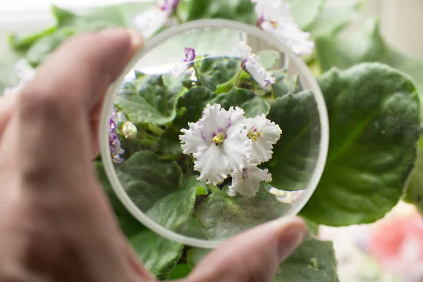 Blomma på den vita bakgrunden — Stockfoto