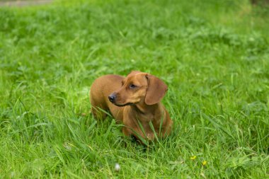 Beyaz arka plan üzerinde köpek
