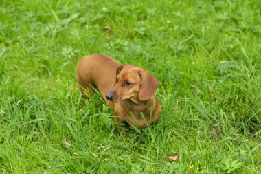 Beyaz arka plan üzerinde köpek