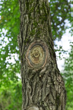 ağaç beyaz zemin üzerine