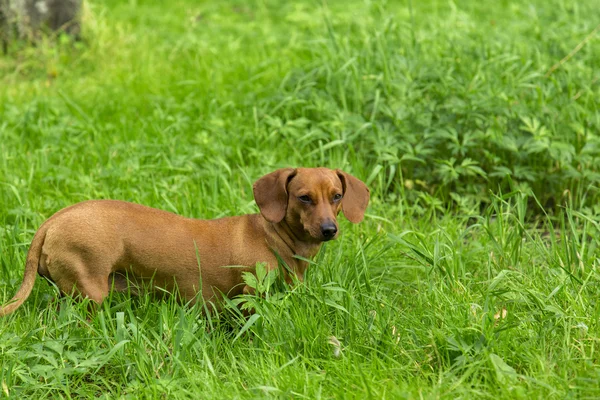 Cão no fundo branco — Fotografia de Stock