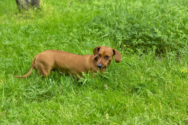Beyaz arka plan üzerinde köpek