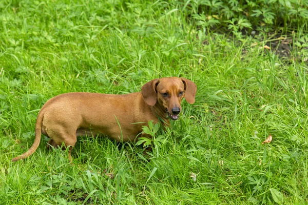 Beyaz arka plan üzerinde köpek